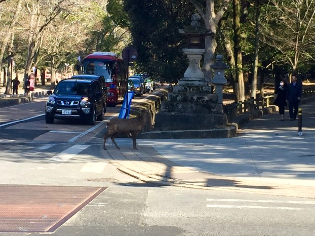 deer crossing